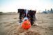 Лунный мяч Waboba Tailwind Bouncing Moon Ball Yellow для активных игр с собакой (840001938007)