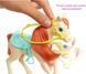 Игровой набор Barbie Hugs N Horses Playset, Brunette (GLL82)